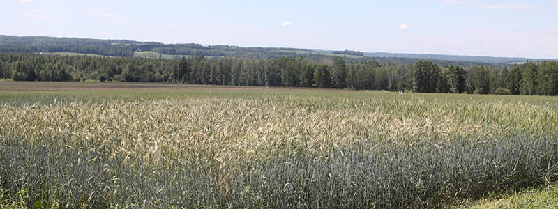 landscape of a prairie field